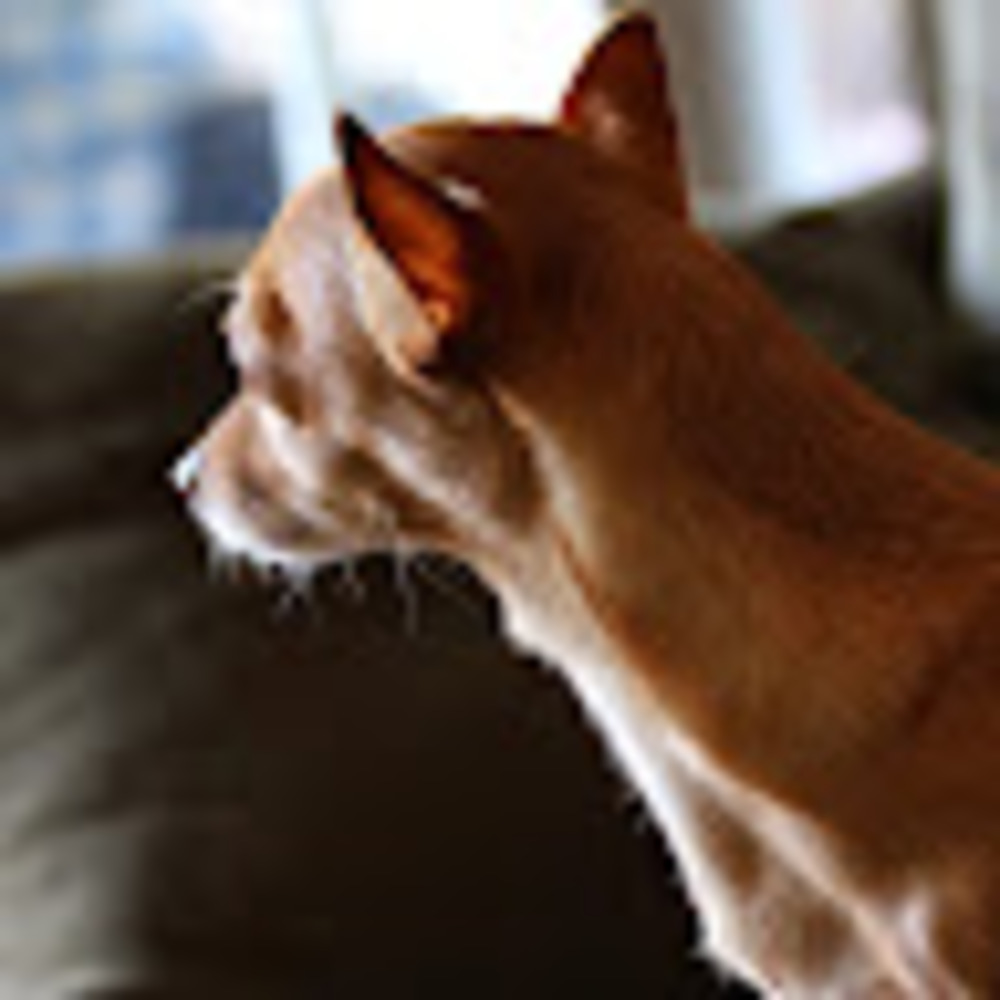 Meet your Posher, Grace